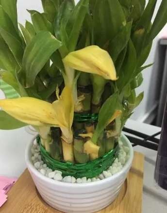 富貴竹養護方法