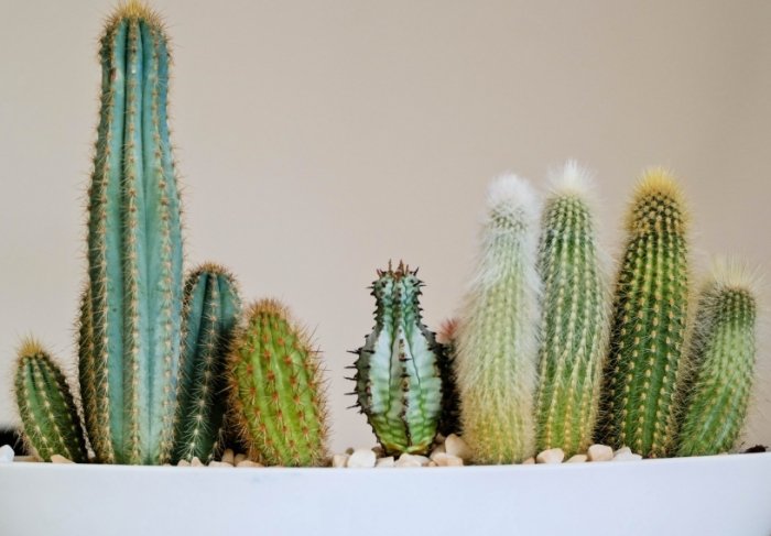 仙人掌病害 仙人掌病害