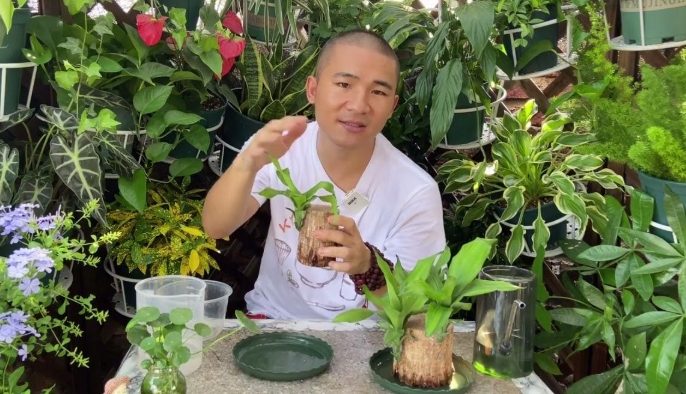 巴西木水培怎麼養 巴西木水培怎麼養