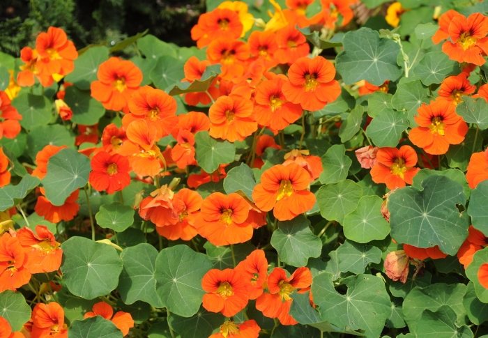 代表做自己的花