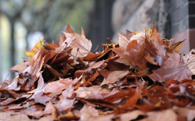 葉子枯黃怎麼辦