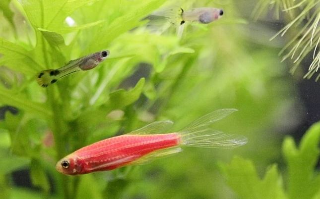 螢光魚飼養 螢光魚飼養