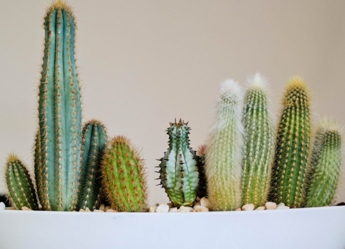 仙人掌剪斷方法 仙人掌剪斷方法