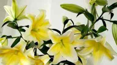 象徵父親的花 象徵父親的花