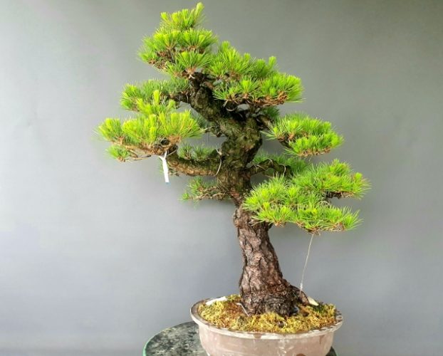 黑松盆景常見問題 黑松盆景常見問題