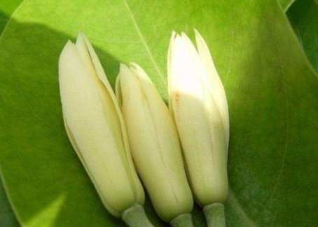 白玉蘭純露功效 白玉蘭純露功效