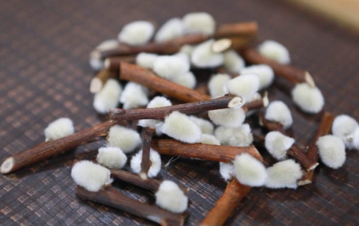 銀柳要剝殼嗎 銀柳要剝殼嗎