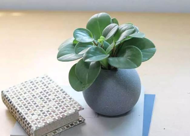 辦公室植物養護 辦公室植物養護