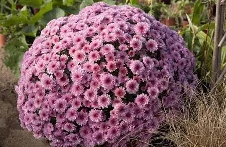 菊花澆水方法 菊花澆水方法