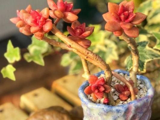 多肉一直耗葉 多肉一直耗葉