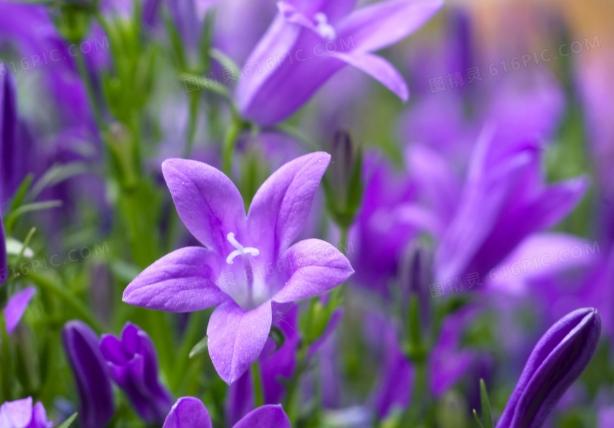 桔梗紫色 心理效應 桔梗紫色 心理效應