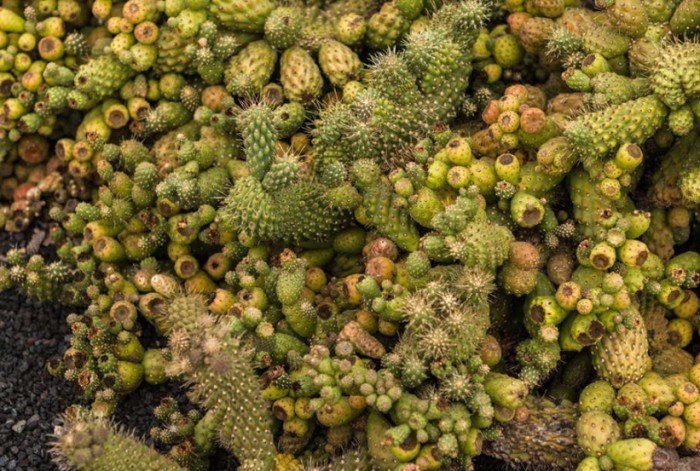 仙人掌根部養護 仙人掌根部養護