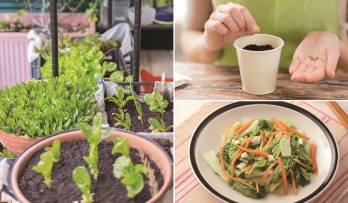 盆栽蔬菜 盆栽蔬菜