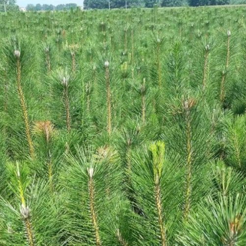 黑松育苗技巧 黑松育苗技巧