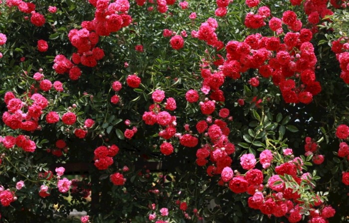 玫瑰病害治療 玫瑰病害治療