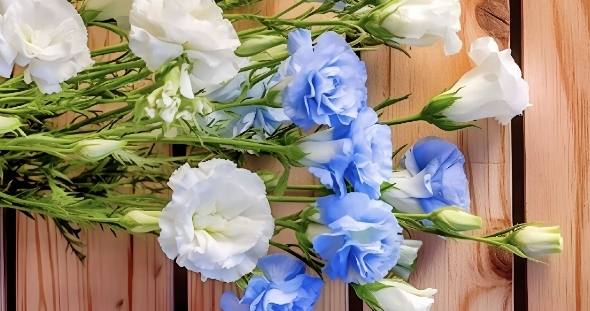 藍色桔梗花語 藍色桔梗花語