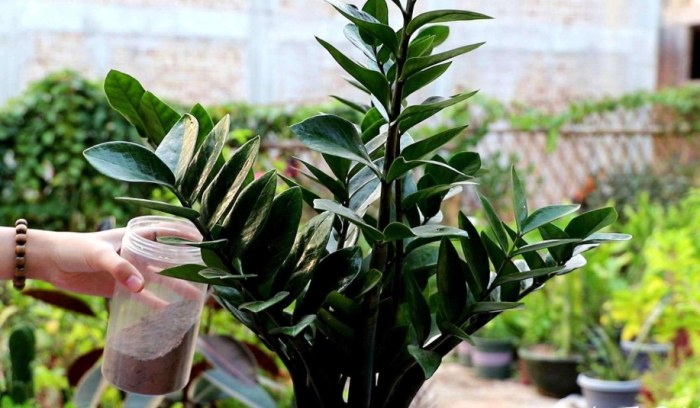 金钱树用什么肥料 金钱树用什么肥料