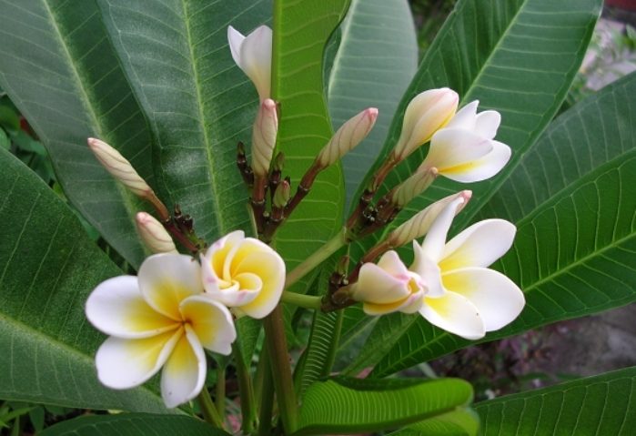 紅雞蛋花有毒嗎