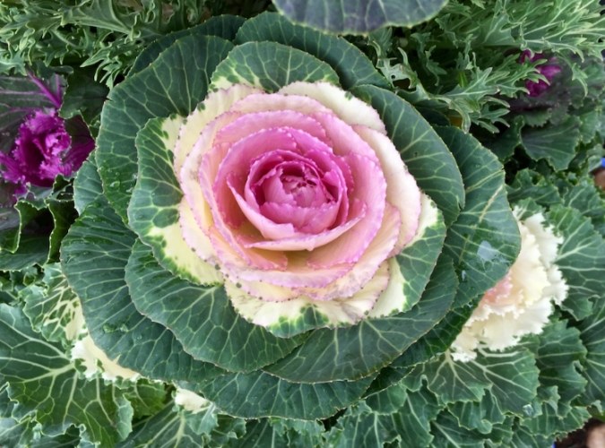 葉牡丹甘藍料理 葉牡丹甘藍料理