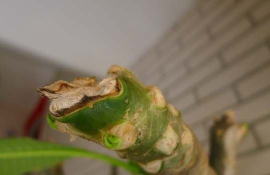 雞蛋花修剪 雞蛋花修剪