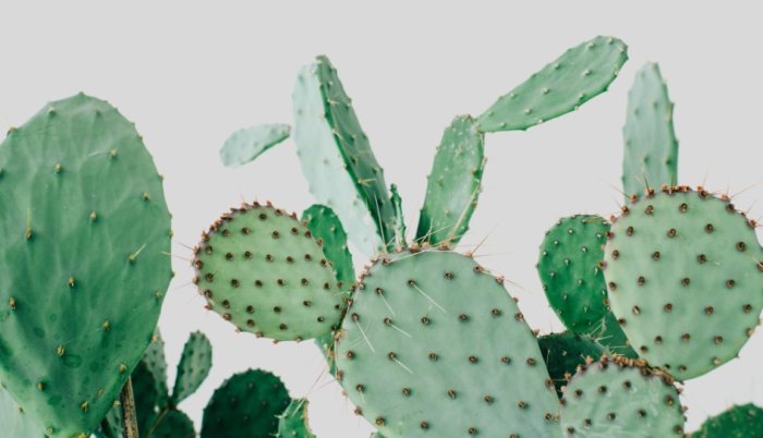 仙人掌養護技巧 仙人掌養護技巧