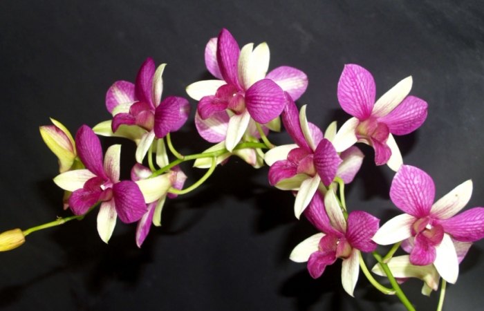 蘭花照顧方法 蘭花照顧方法