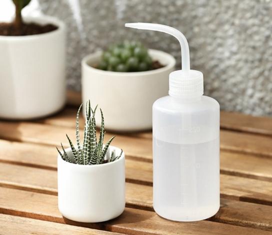 植物澆水錯誤 植物澆水錯誤