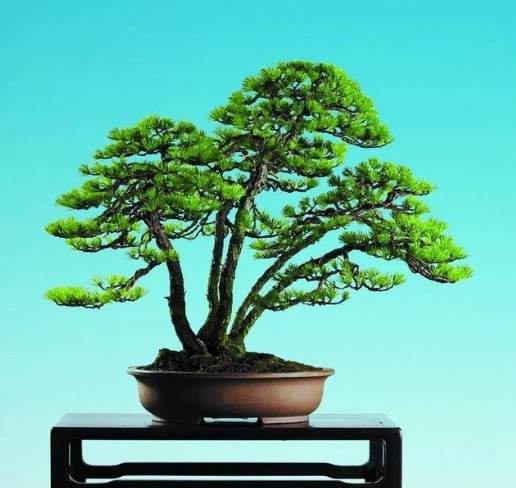 針松變黃 針松變黃