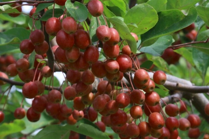 海棠果好處 海棠果好處