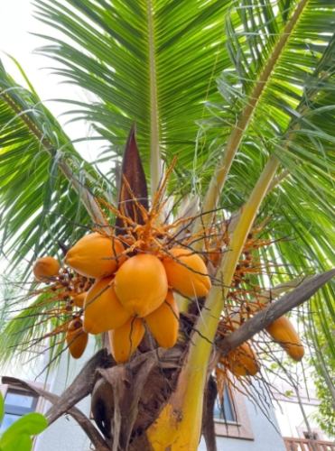 黃椰子毒性 黃椰子毒性