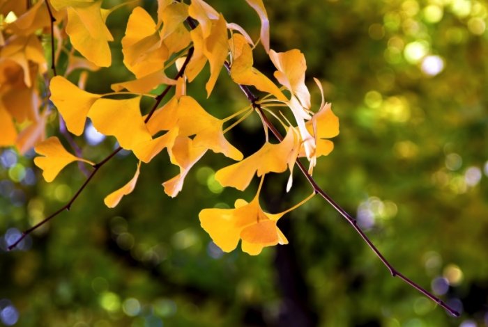 銀杏樹栽培技巧 銀杏樹栽培技巧