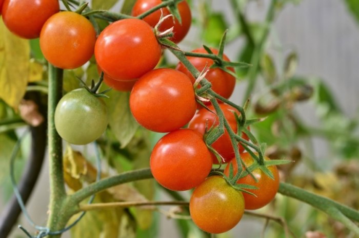 家庭種植番茄 家庭種植番茄