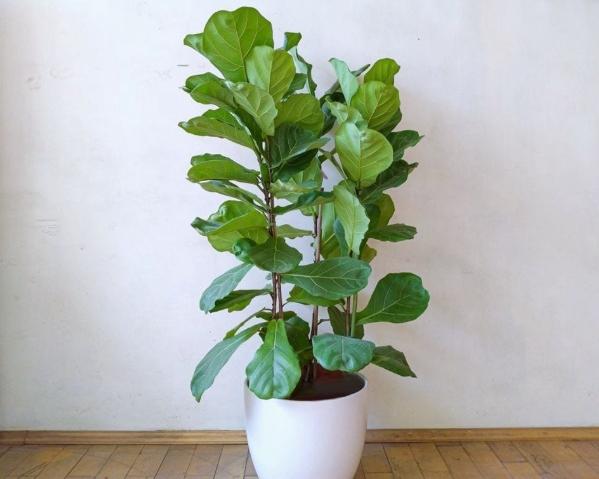 琴葉榕養護技巧