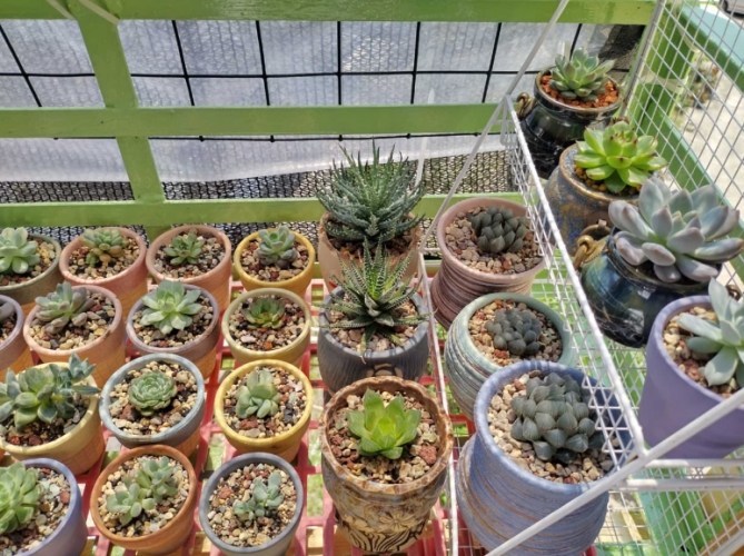 多肉葉子脱落 多肉葉子脱落