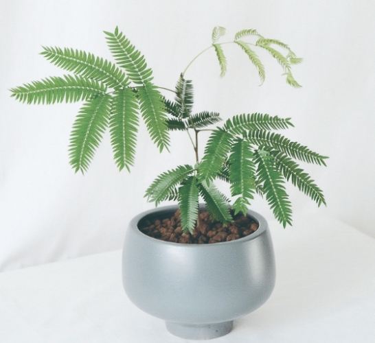 含羞草種植方法 含羞草種植方法