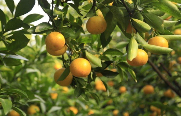 柑橘高壓繁殖 柑橘高壓繁殖