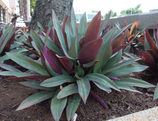 紫背萬年青功效