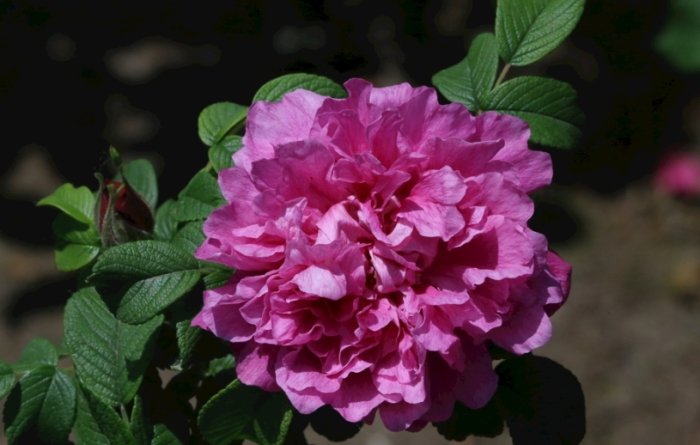 玫瑰葉子下垂治療