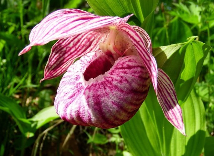 拖鞋蘭多久澆一次水