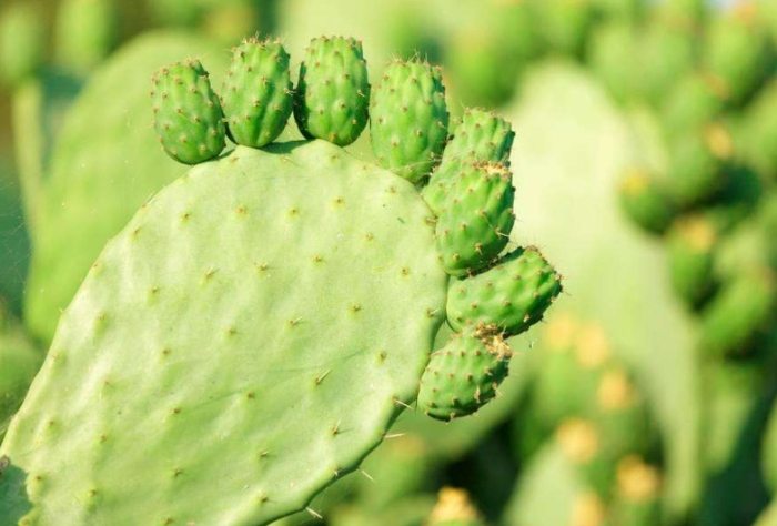 多肉植物生長週期