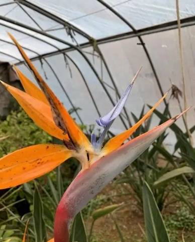 天堂鳥葉子修復方法 天堂鳥葉子修復方法