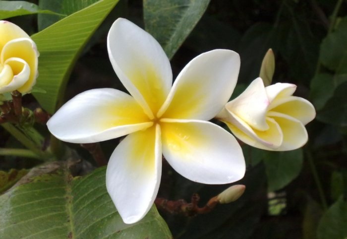 鸡蛋花养护技巧