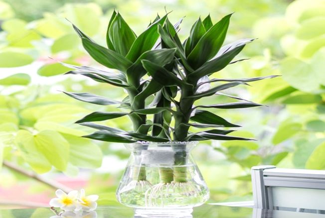 水養竹風水 水養竹風水