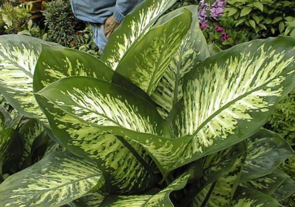 萬年青分株 萬年青分株