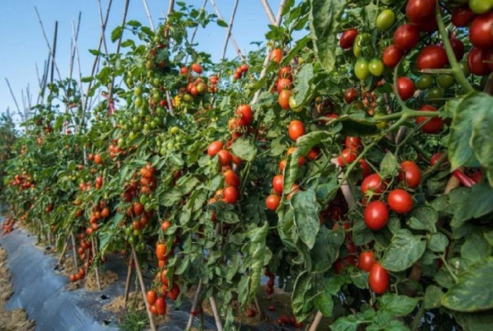 番茄繁殖方法 番茄繁殖方法