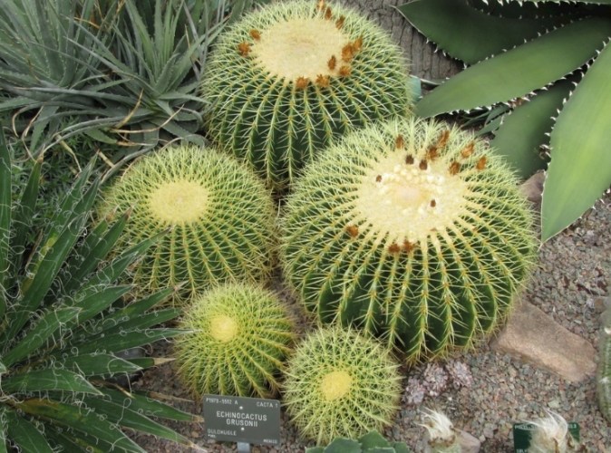 仙人掌種植方法