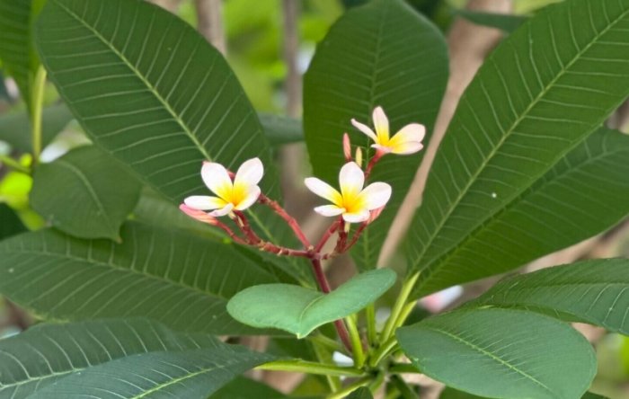 雞蛋花照顧 雞蛋花照顧