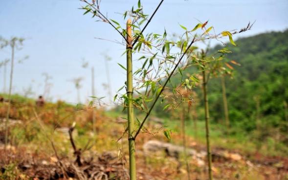 竹子栽培技巧