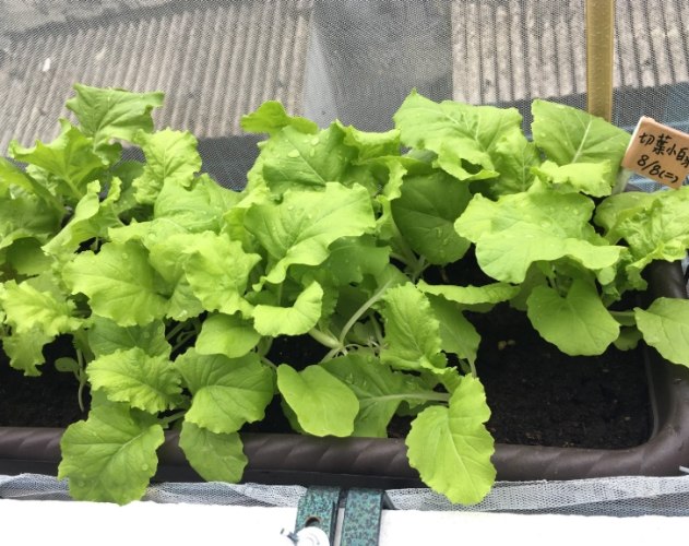 種菜盆器選擇 種菜盆器選擇