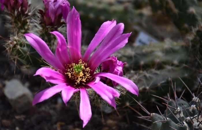 仙人掌砍半技巧